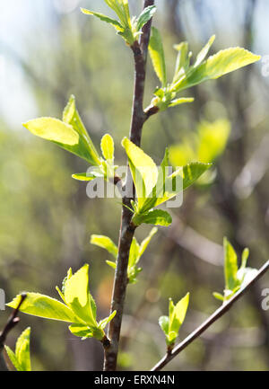 spring cherry leaves Stock Photo