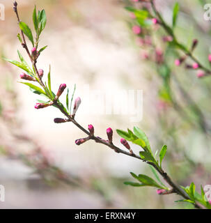 dwarf russian almond in spring Stock Photo