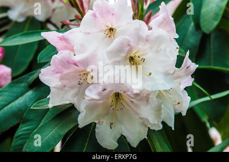 White rhododendron flowers in full bloom. Stock Photo