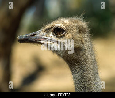 Emu (Dromaius novaehollandiae) in Gorge Wildlife Park, Adelaide, SA, Australia Stock Photo
