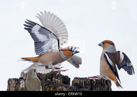 Passerine battle. Hawfinches fighting at the feeder Stock Photo