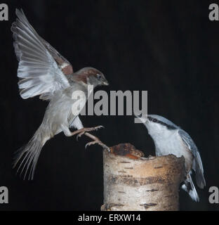 Passerine battle. Stock Photo