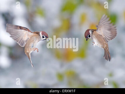 Passerine battle. Eurasian Tree Sparrows (Passer Montanus) against the background with first snow Stock Photo