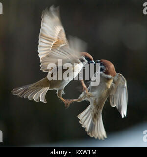 Passerine battle. Eurasian Tree Sparrows. Stock Photo