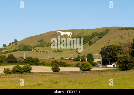 Westbury White Horse chalk figure on the escarpment of Salisbury Plain in Wiltshire. Stock Photo