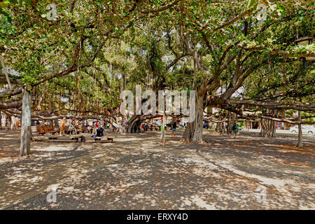 Lahaina's famed banyan tree dominates a downtown park.  This tree is the world's largest banyan. Stock Photo