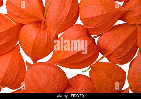 Physalis fruits isolated on a white background. Close-up. Stock Photo