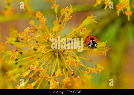 Seven-spot ladybug perched on a yelllow flower Stock Photo