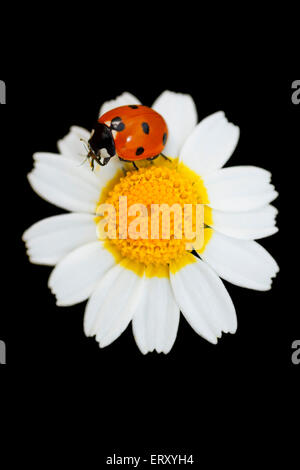 Seven-spot ladybug perched on a flower Stock Photo