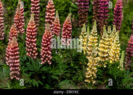 Lupinus polyphyllus, Lupine, Lupines, Lupin Stock Photo