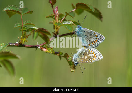 Male and Female common blue butterflies mating Stock Photo