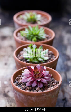 Sempervivums in terracotta pots. Stock Photo