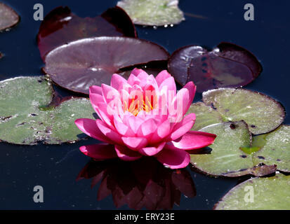 Pink Water Lily - Water Lilies are rooted in soil in bodies of water. They have round leaves commonly known as pads. Stock Photo