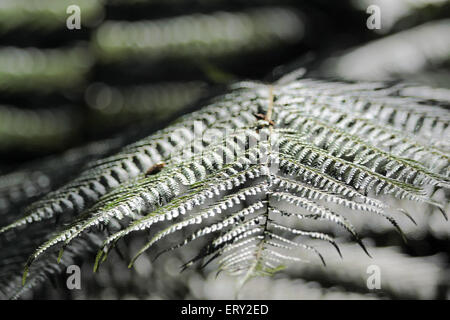 Close-up of a fern frond in Kells Bay Gardens in Cahersiveen, County Kerry, Ireland Stock Photo