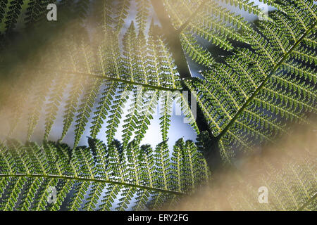 Close-up of a fern frond in Kells Bay Gardens in Cahersiveen, County Kerry, Ireland Stock Photo