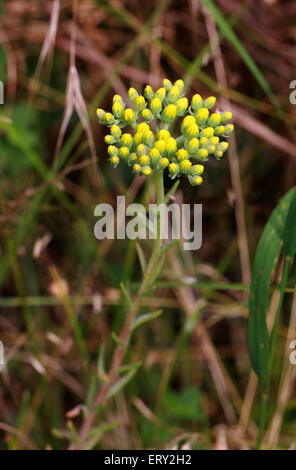 Reflexed Stonecrop, Sedum reflexum, Crassulaceae. British Wild Flower. Bedfordshire. Syn. Sedum rupestre, Petrosedum rupestre Stock Photo