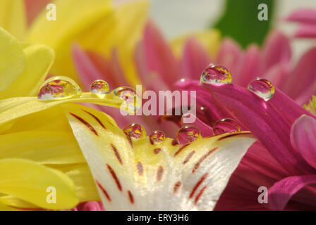 Flowers reflection in drops Stock Photo