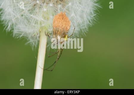 Long-jawed Orb Weaver Spider perched on a dandelion. Stock Photo