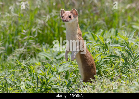 A Long Tailed Weasel in afternoon light Stock Photo