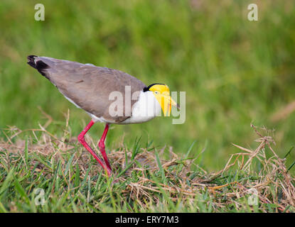 Northern race of Masked Lapwing (Vanellus miles miles), Daintree region, Queensland, Australia Stock Photo