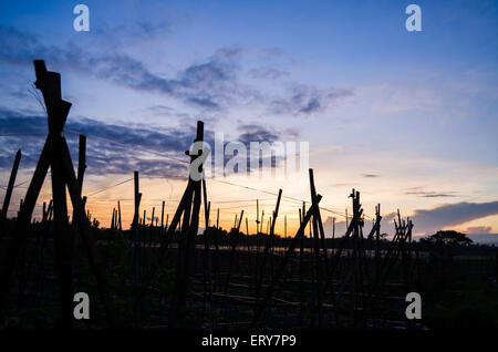 sunrise on the estate tulungagung, East Java Indonesia Stock Photo