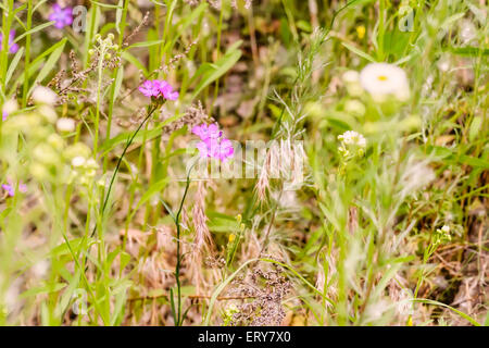 Wild pink Deptford Pink or Dianthus Armeria in a green meadow under the warm spring sun Stock Photo