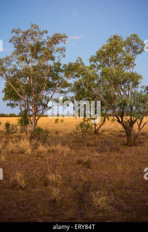 Eucayptus Trees at sunset in the Australian outback, near Longreach, Queensland Stock Photo
