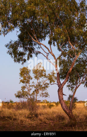 Eucayptus Trees at sunset in the Australian outback, near Longreach, Queensland Stock Photo