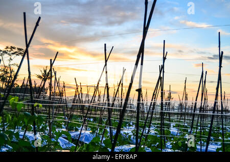 morning in farm Stock Photo