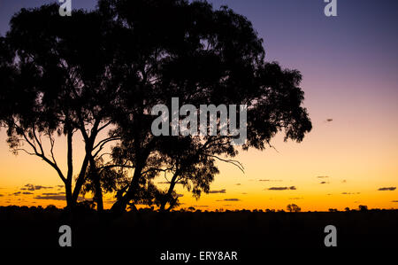 Silhouette of eucayptus trees at sunset in the Australian outback, near Longreach, Queensland Stock Photo