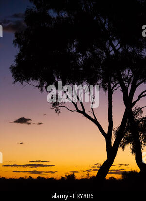 Silhouette of eucayptus trees at sunset in the Australian outback, near Longreach, Queensland Stock Photo