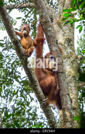 Female orangutan with a baby hanging on a tree in Gunung Leuser National Park, Sumatra, Indonesia Stock Photo