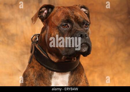 German Boxer Portrait Stock Photo