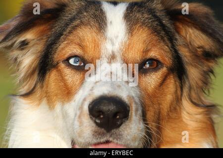 mongrel face Stock Photo