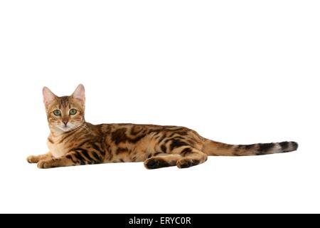 lying Bengal cat Stock Photo