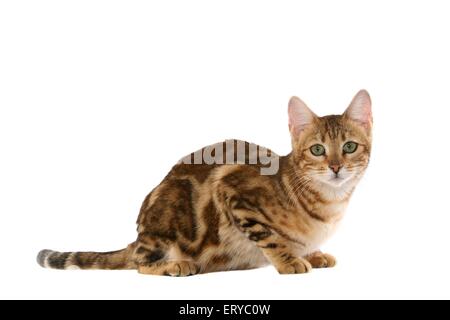 lying Bengal cat Stock Photo