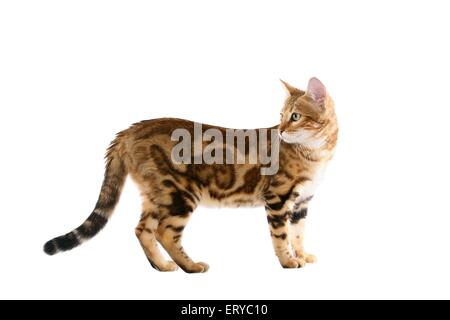 standing Bengal cat Stock Photo