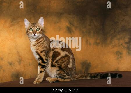 sitting Bengal cat Stock Photo