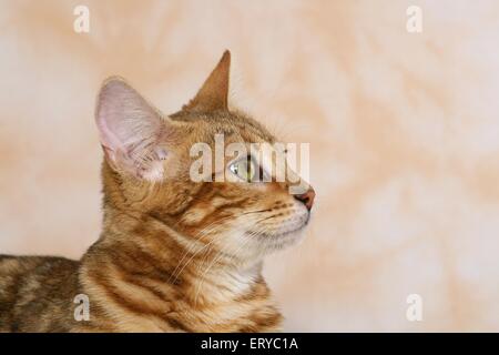 Bengal cat portrait Stock Photo