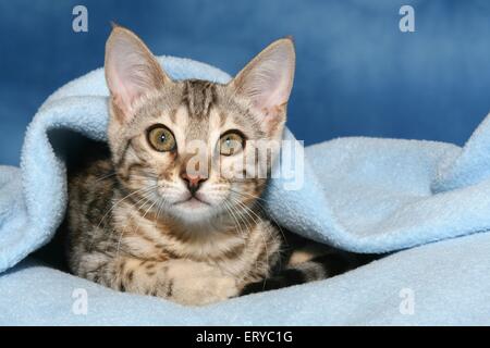 Bengal kitten Stock Photo