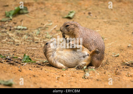 Two adult prairie dogs (genus cynomys) play fighting Stock Photo