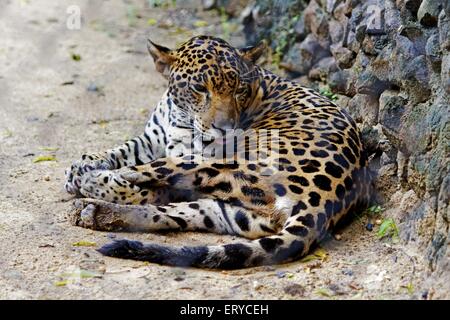 Leopard , Panthera pardus ; Jaguar panther ; Alipore Zoo ; Calcutta , Kolkata ; West Bengal ; India , asia Stock Photo