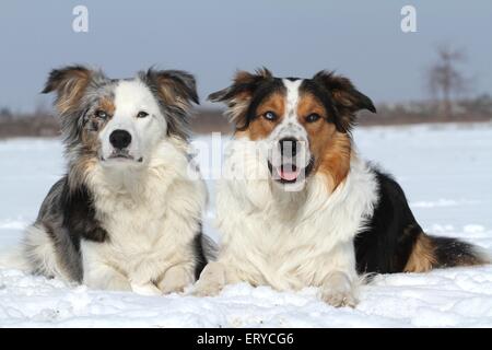 2 dogs in the snow Stock Photo