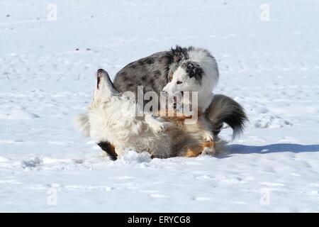 2 playing dogs in the snow Stock Photo
