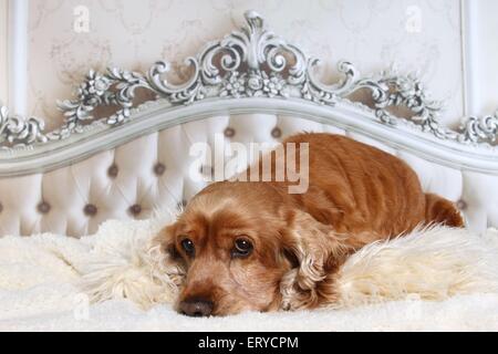 lying English Cocker Spaniel Stock Photo