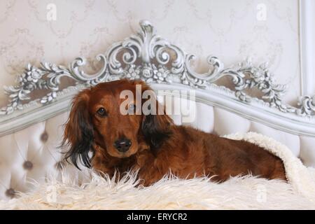 lying longhaired dachshund Stock Photo