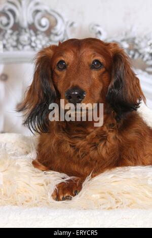 longhaired dachshund lies in bed Stock Photo