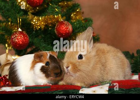 bunny and guinea pig Stock Photo