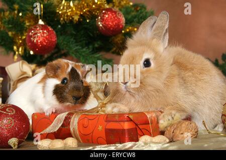 bunny and guinea pig Stock Photo