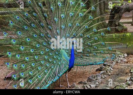 Peacock dancing ; Peafowl , Pavo cristatus ; Alipore Zoo ; Calcutta , Kolkata ; West Bengal ; India , asia Stock Photo